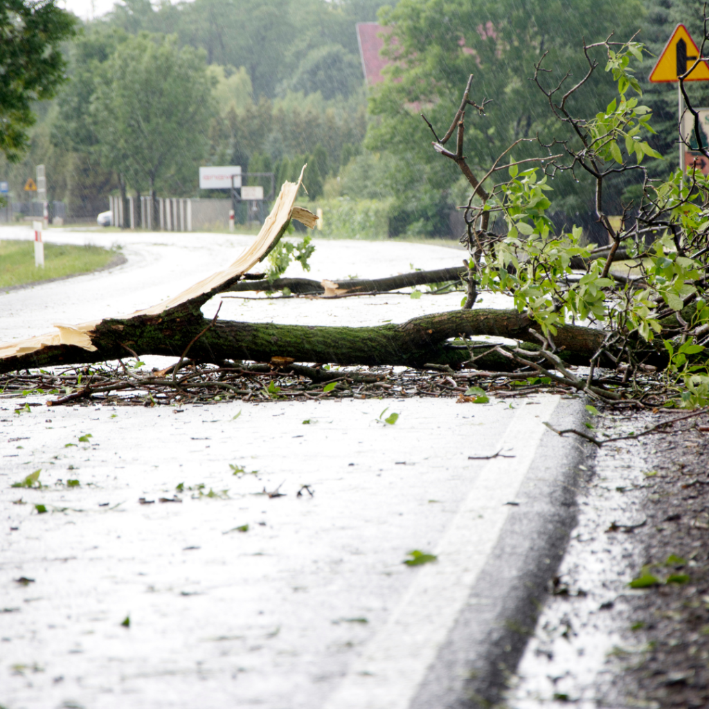 tree over road