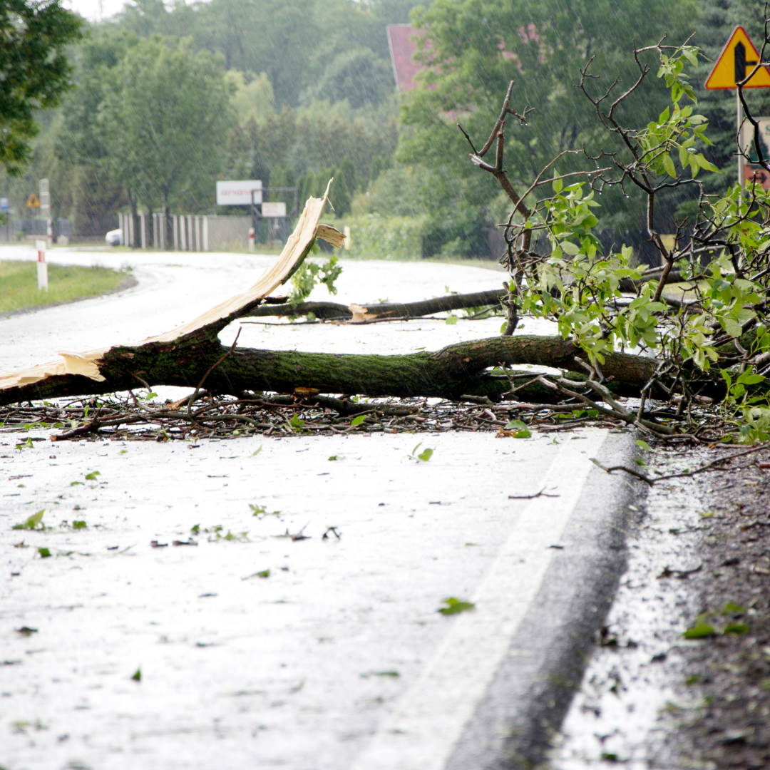 tree over road