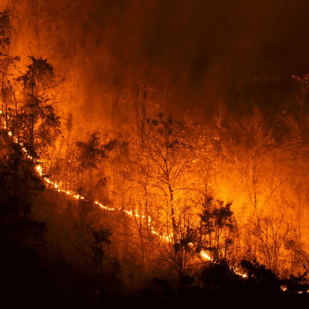 Wildfire