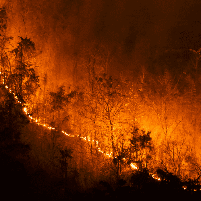 Wildfire