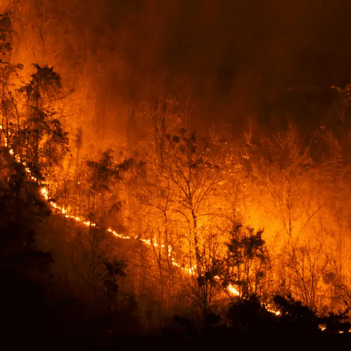 Wildfire