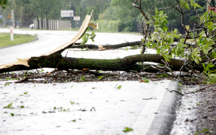 tree over road